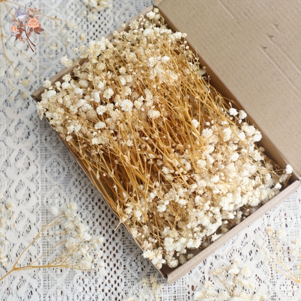 100pcs Mini Dried Baby's Breat - đánh giá và giá Embellish Craft